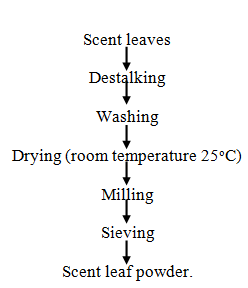 Flow chart for processing of scent leaf powder.