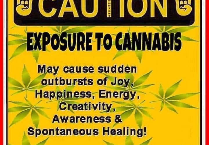 Cannabis Sativa: One-Plant-One-Medicine for Many Diseases-Therapeutic Uses-A Review of Evidence