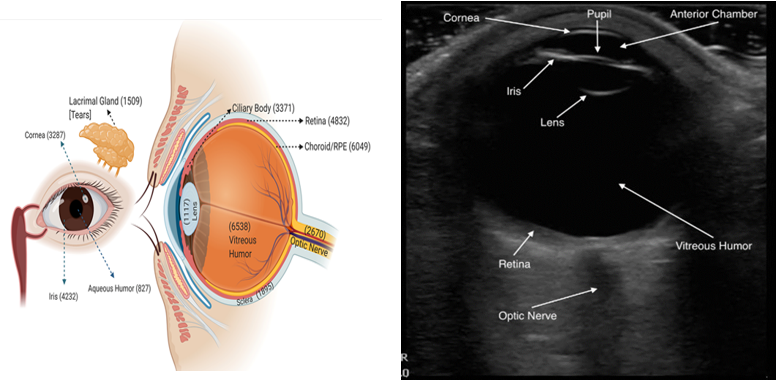 3D Ultrasound using 3D Phantom Models for Oculofacial Injuries in Emergencies