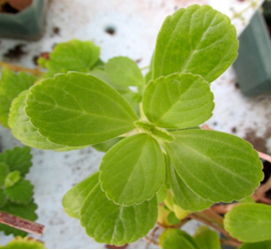 Evaluation of Phytochemical and Antidiabetic Potentials of Aqueous, Ethanol, and Acetone Crude Extracts of Plectranthus Neochilus Leaves on Alloxan Induced Diabetic Wistar Rats.