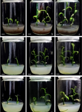 Micropropagation of Vanilla Planifolia Andrews on Commercial-Scale