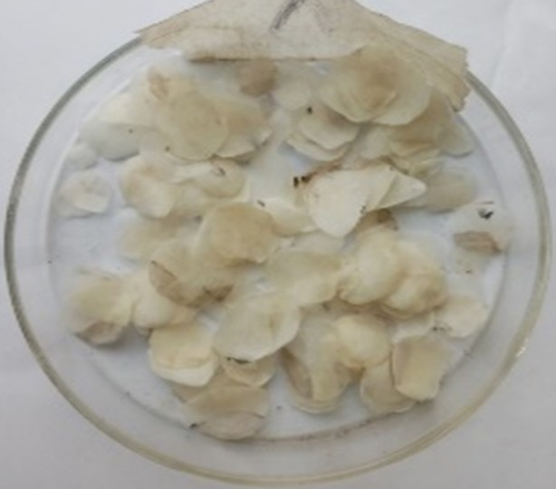 Cleaned Fish Scale