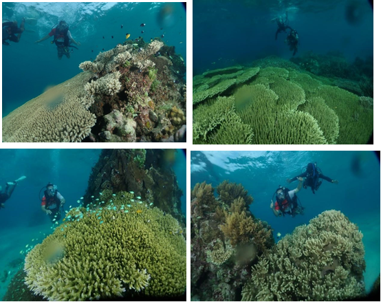 The condition of coral reefs in Perjuangan Village