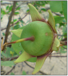 Figure 2: Fruit of Berembang tree