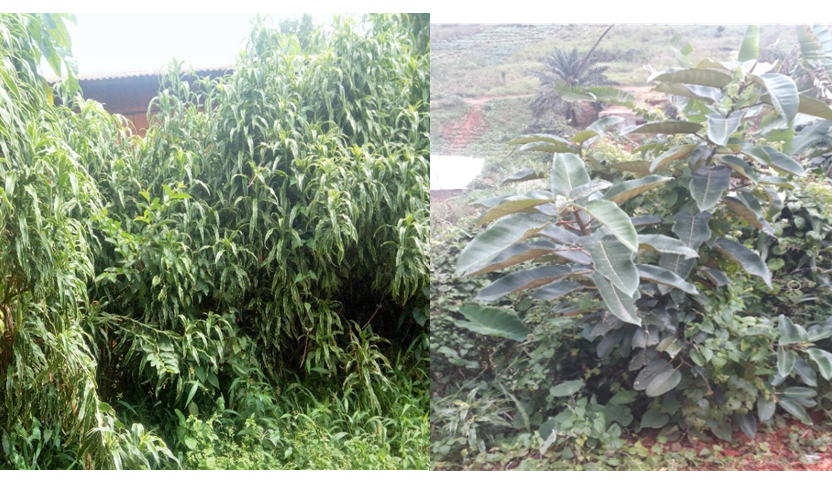 Signification of Plants in Traditional Peace Building in the Bamenda Grassfields of Cameroon: The Case of Fig Tree and Dracaena amongst the Bali Chamba Polities