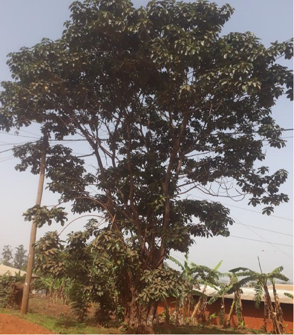 tree at the boundary between Baligashu and Bamunkumbit
