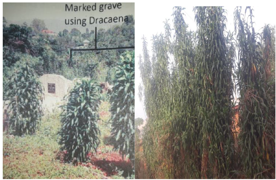 Dracaena used in Decorating Graves     F. Dracaena used in building Fence