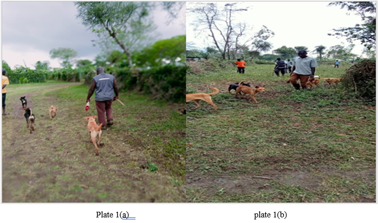 Conservation of Terrestrial Flora and Fauna in Rachuonyo South, Kenya: A Focus on Effects of Hunting and Gathering
