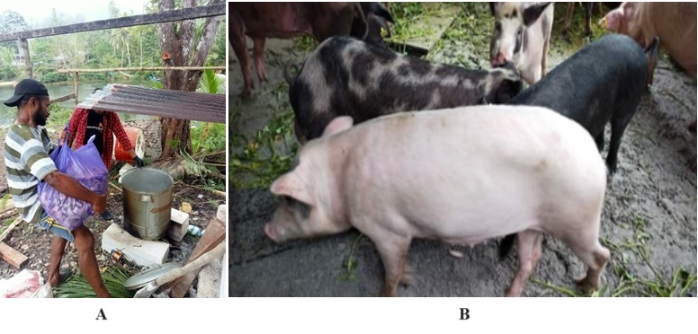 A. Process of cooking pig feed; B. Water spinach and sweet potato leaves for pig feed