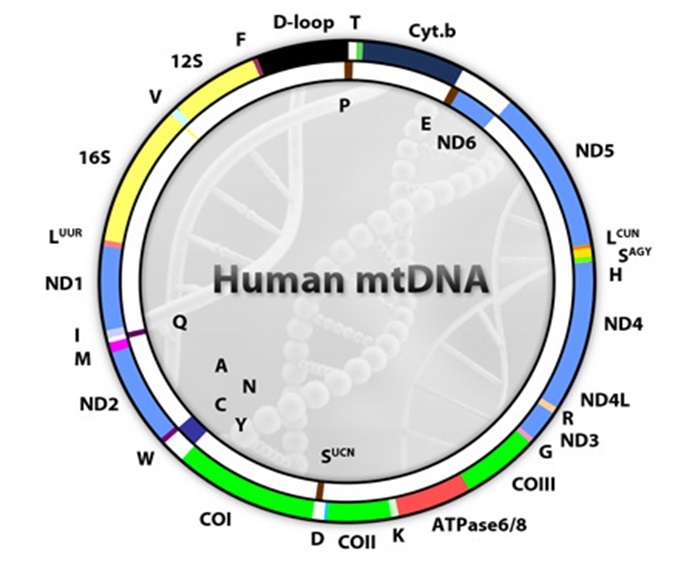 Animal mitochondrial DNA showing position of all the genes.