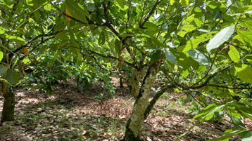 Assessing the Potential of Digital Tools to Enhance Transparency and Traceability in The Cocoa Value Chain in Ivory Coast