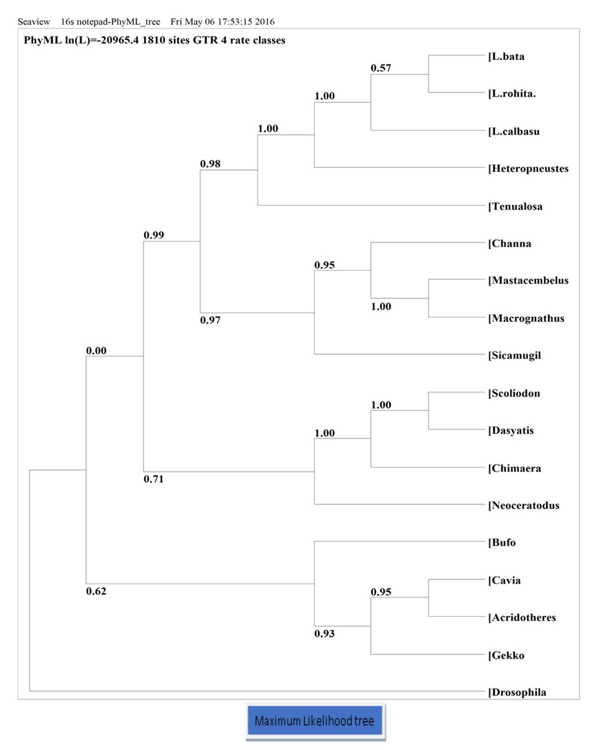 Phylogenic tree (Maximum Likelihood) based on nucleotide sequence of 16S gene, number showing the bootstrap values.
