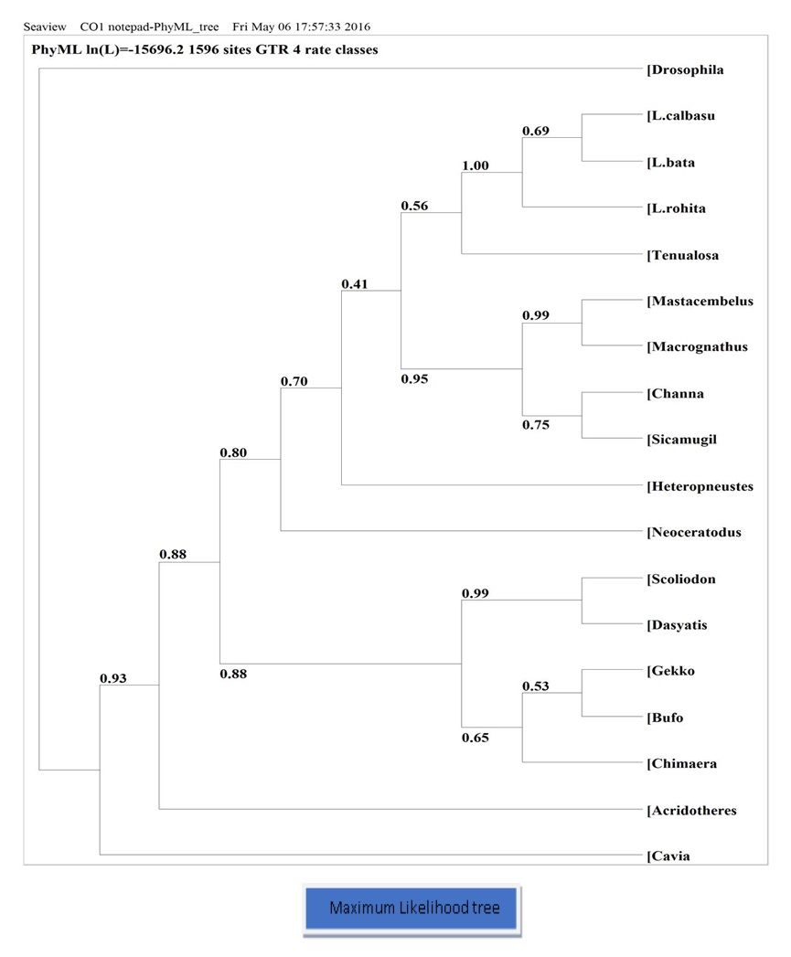 Phylogenic tree (Maximum Likelihood) based on nucleotide sequence of CO1 gene, number showing the bootstrap values