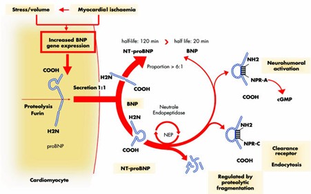 Figure 1. BNP and NT-proBNP synthesis