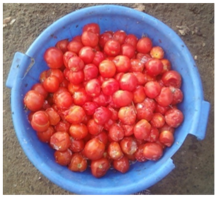 Fig 2: Awarawa tomato fruits
