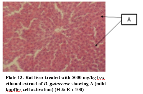 Effect of Graded Doses of Extracts of D. guineense Stem Bark on Rat Liver Histology