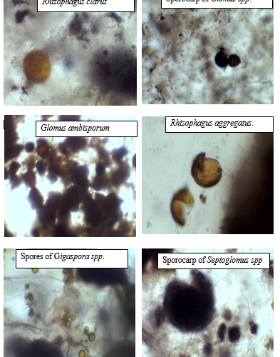 Density and Phenotypic Diversity of Arbuscular Mycorrhizal Fungi in a Revegetated Tailing Storage Facility in Ghana
