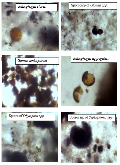 Samples of isolated AMF spores