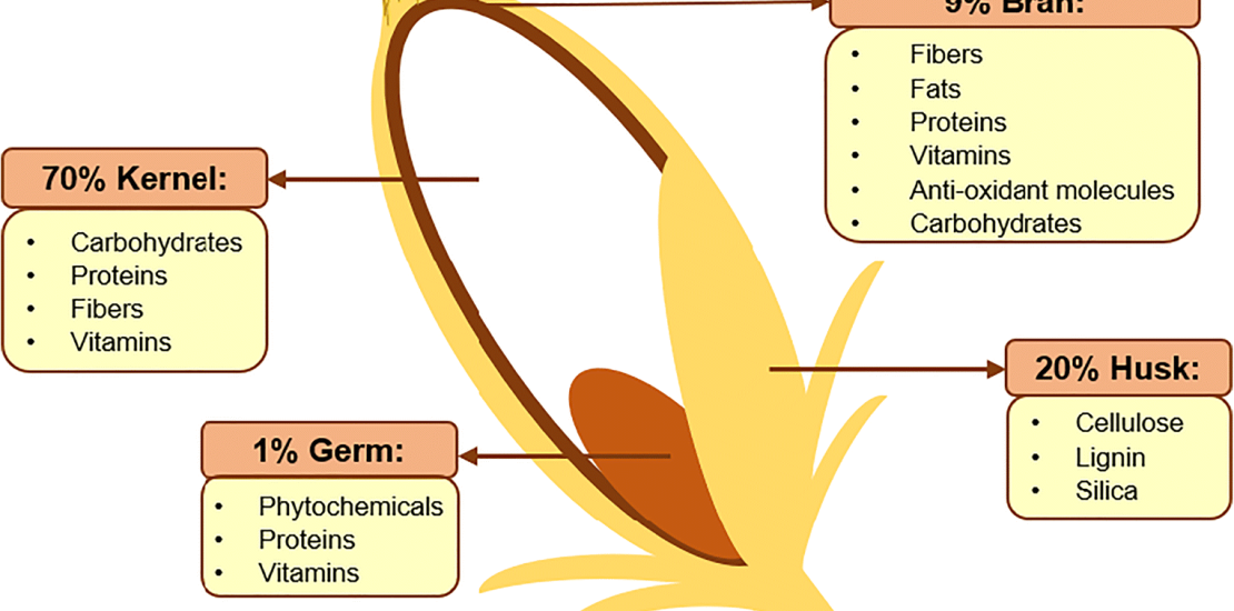 Constituent Components of Rice Seeds [23], [24]