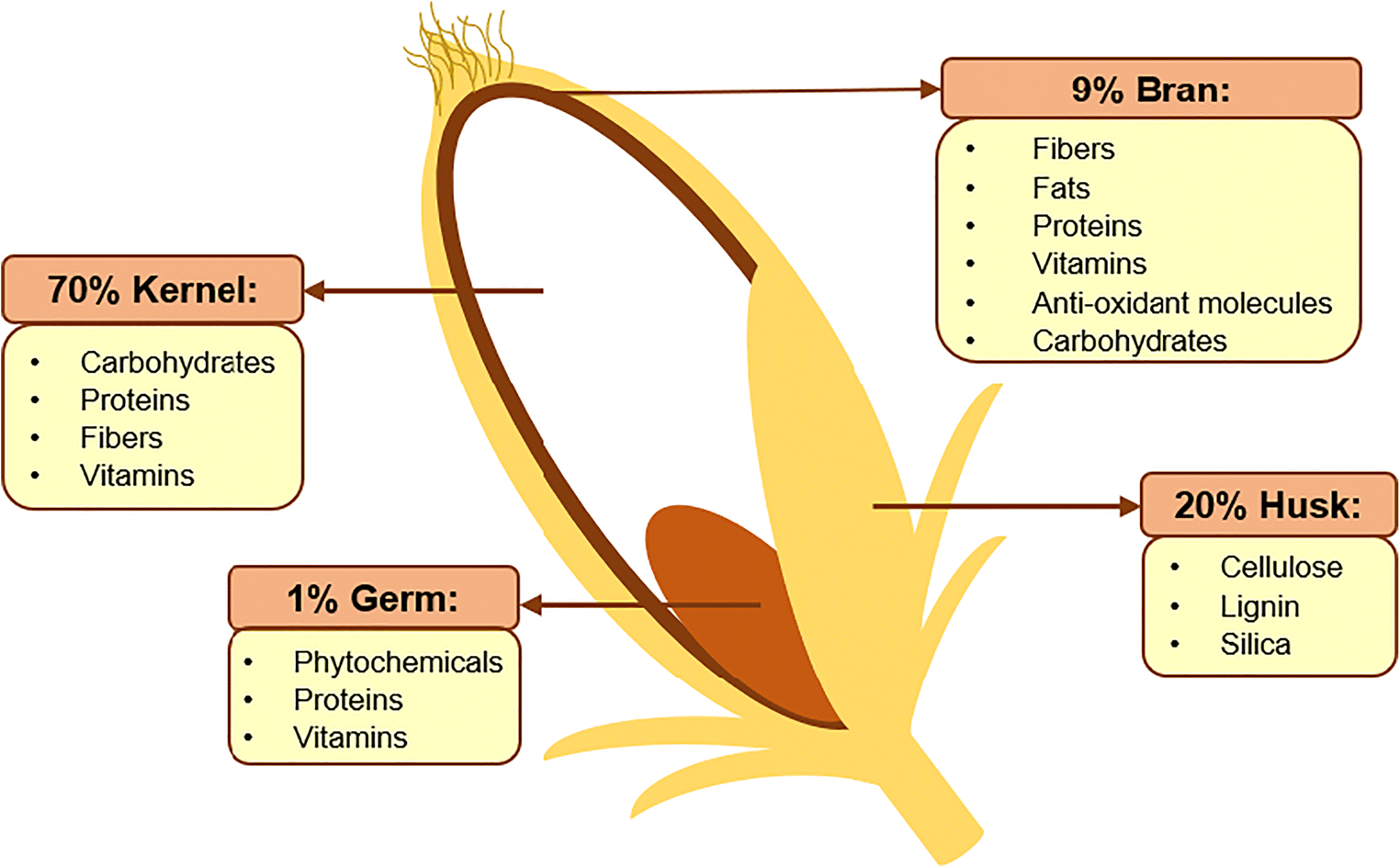 Constituent Components of Rice Seeds [23], [24]