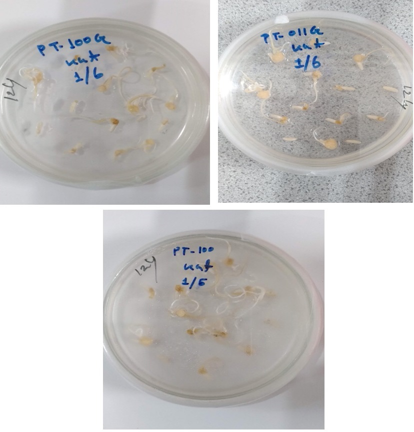 Callus initiation efficiency from mature embryos of rice (kataribhog) on MS medium supplemented with 2,4-D on three different types of media (PT-100 G, PT-011G and PT-100)