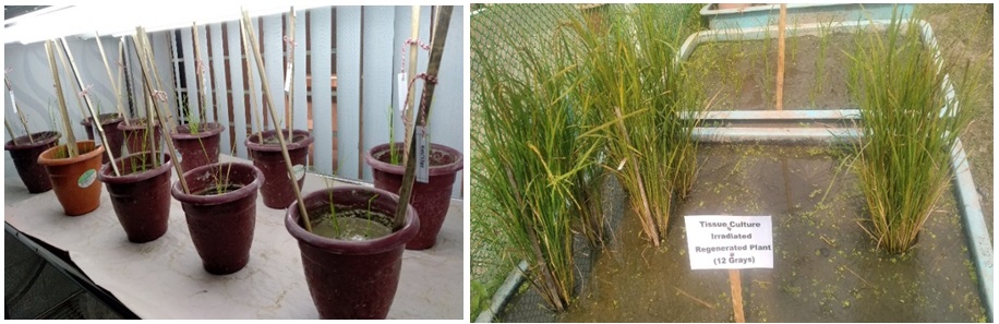 Established plants of local rice cultivars in earthen plot on 3 types of media (PT-100 G, PT-011G and PT-100)