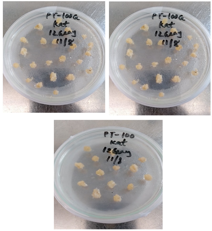 Embryogenic callus initiation from mature embryos of kataribhog rice cultivar on three different types of culture media (PT-100 G, PT-011G and PT-100)