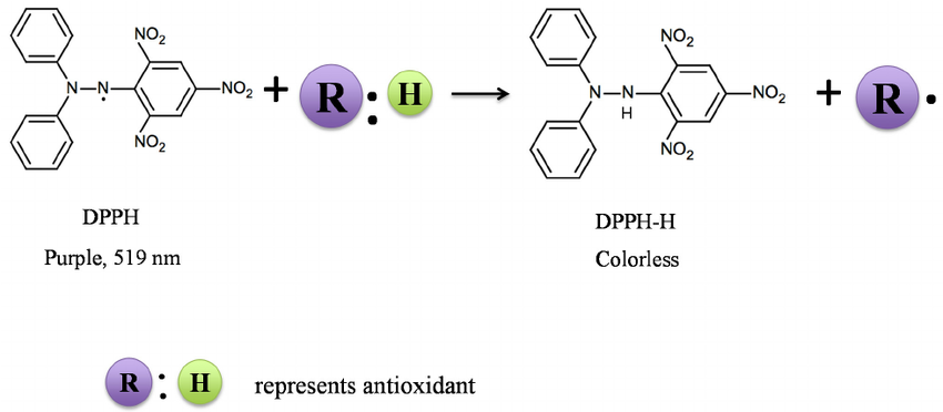 A typical free radical scavenging reaction of DPPH