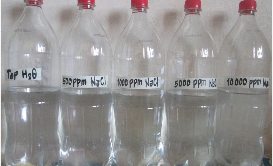 Figure 1. Table salt (NaCl) diluted using water in separate containers by treatment concentrations