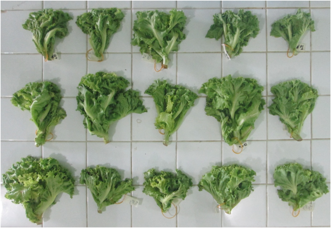Figure 3. Appearance of lettuce as influenced by different salinity levels of growing medium