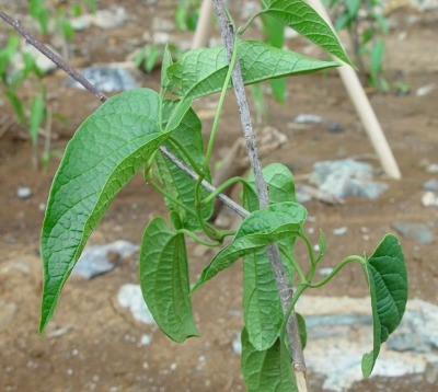 Leaves of Aristolochia tagala Cham