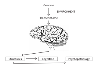 Developmental Impact of Early Life Stress and Schizophrenia: An up to Date Review on the Psycho-Neurobiological Dysregulation